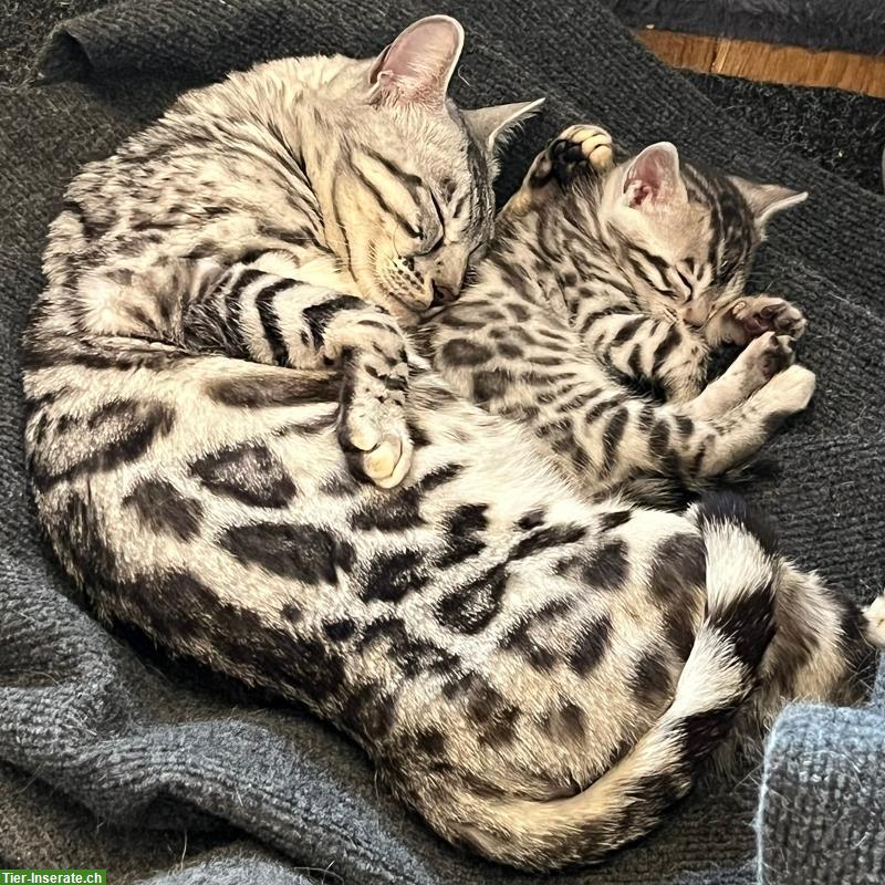 Bild 7: Zauberhaftes Bengal Kitten in Sonderlackierung