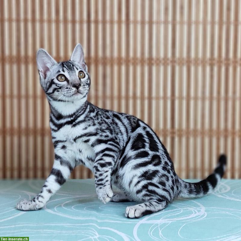 Bild 8: Zauberhaftes Bengal Kitten in Sonderlackierung