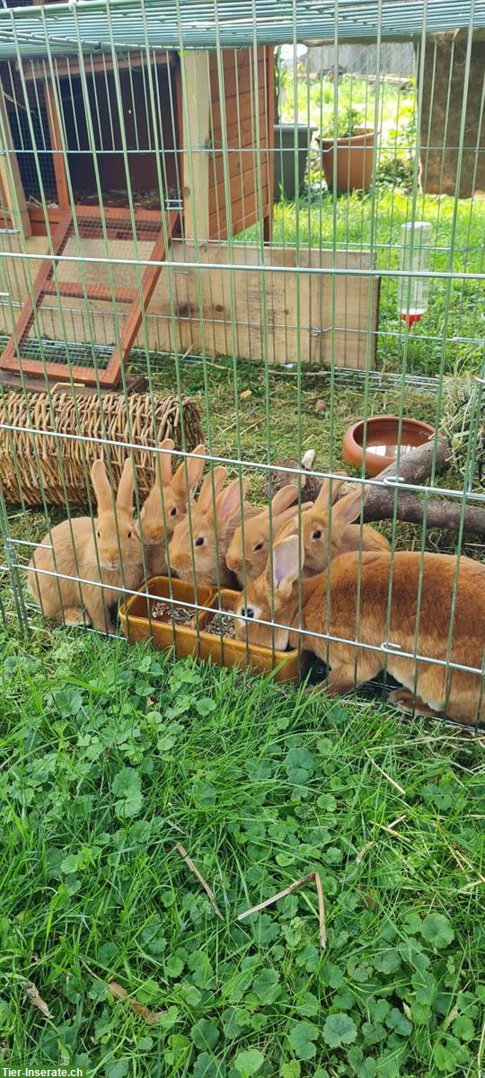 Junge Sachsengold mit Kleinrex Kaninchen Mischling abzugeben