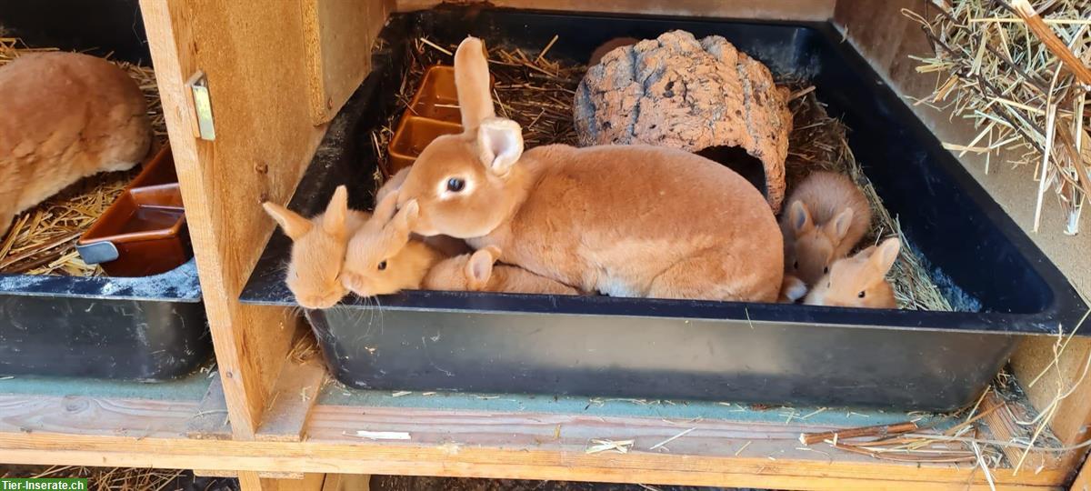 Bild 3: Junge Sachsengold mit Kleinrex Kaninchen Mischling abzugeben