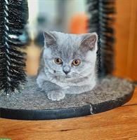 BKH Kitten reinrassig suchen ein Zuhause