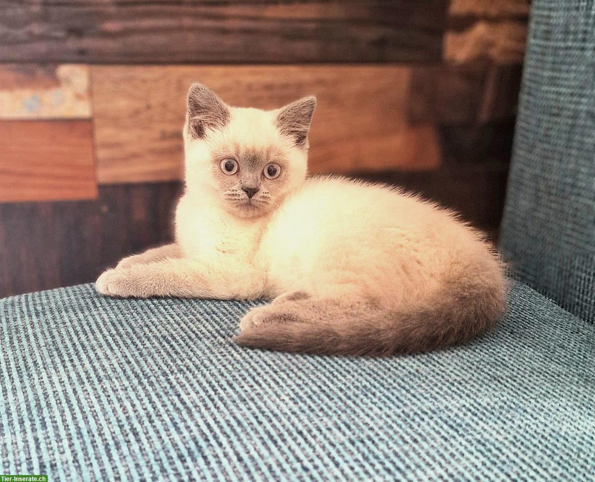 Bild 2: BKH Kitten reinrassig suchen ein Zuhause