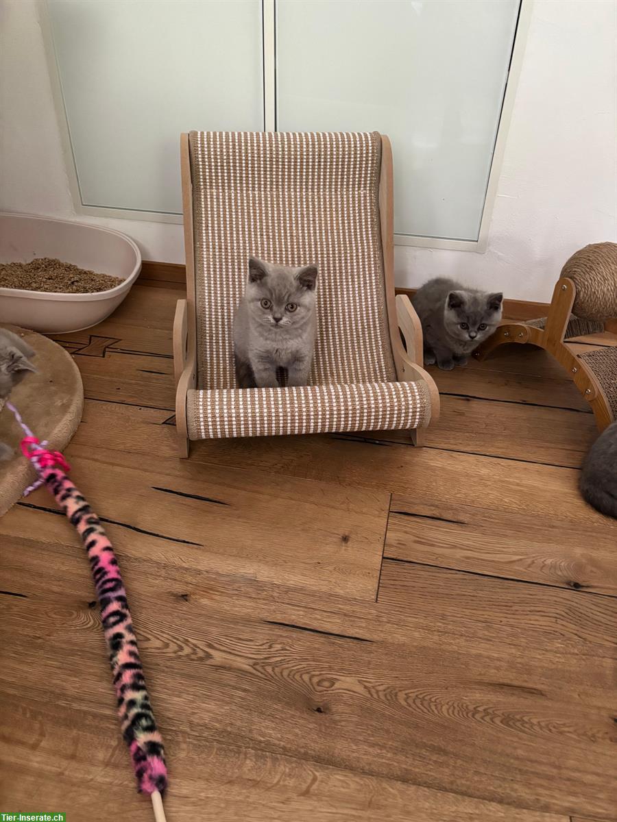 Bild 3: BKH Kitten reinrassig suchen ein Zuhause