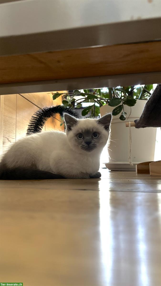 Bild 4: BKH Kitten reinrassig suchen ein Zuhause