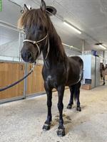 Isländer Wallach - Bester Freund zum Pferdestehlen