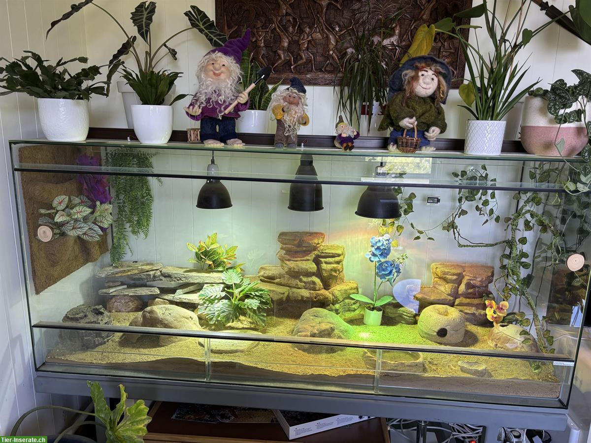Gesucht Leopardgecko 1.0 - Männchen