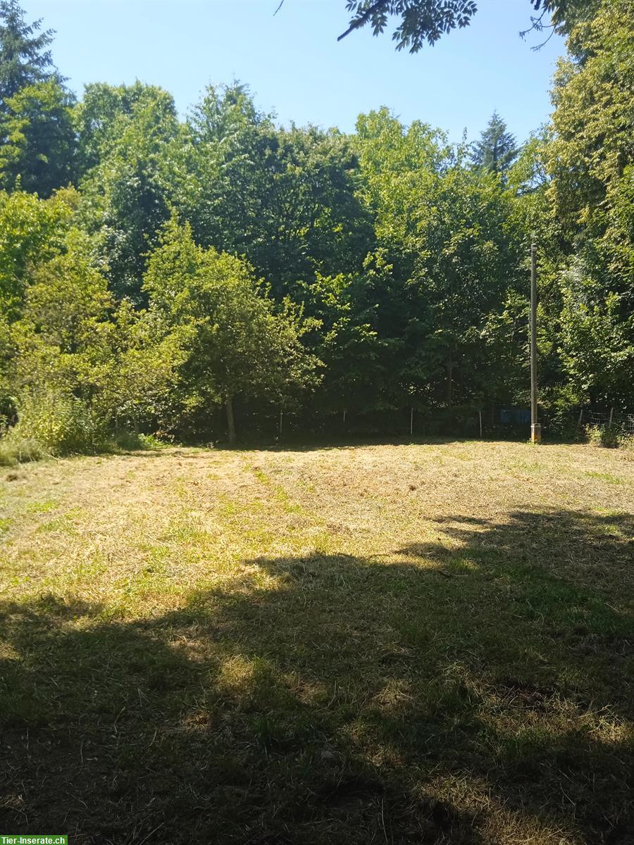 Hundetrainingsplatz mieten für Hundeschule/ Hundehort