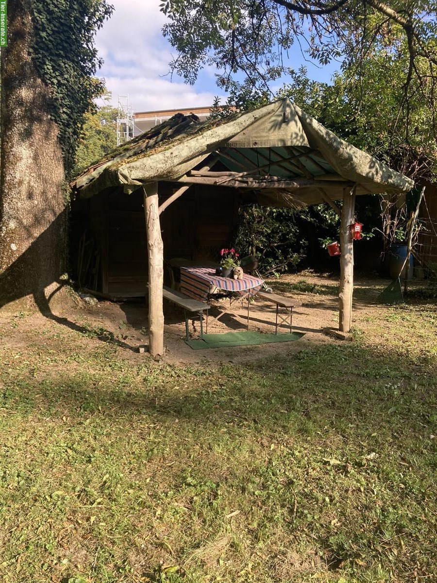 Bild 3: Hundetrainingsplatz mieten für Hundeschule/ Hundehort