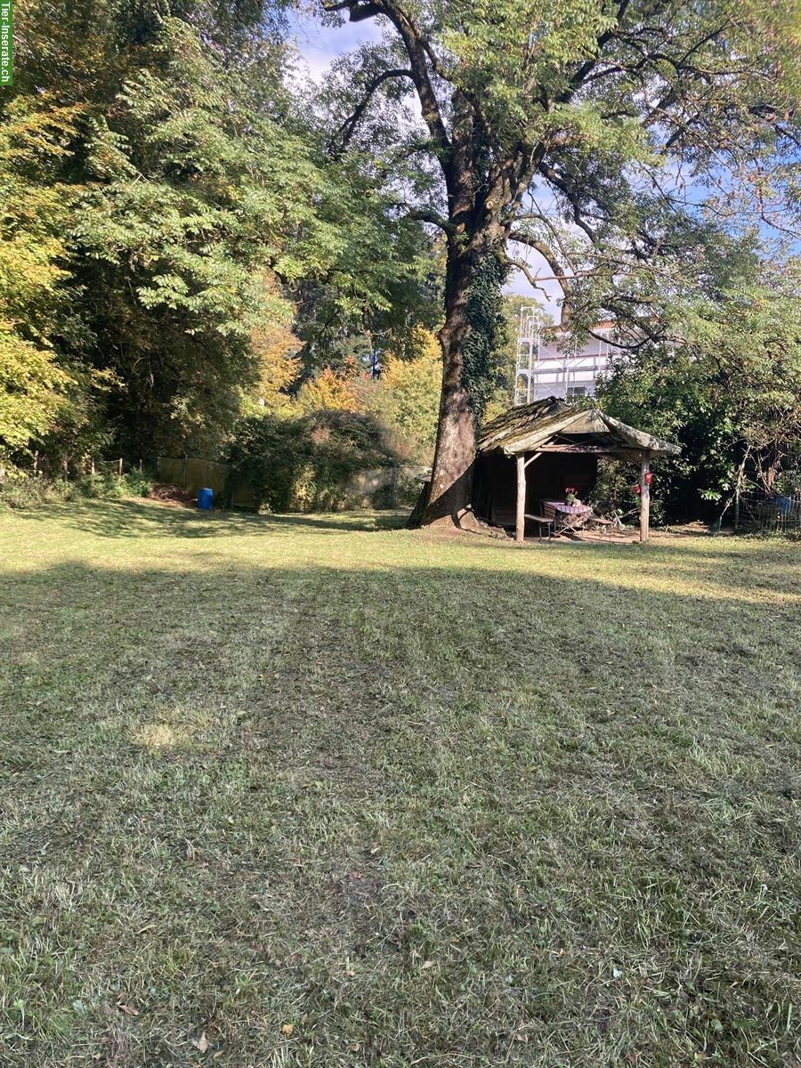 Bild 4: Hundetrainingsplatz mieten für Hundeschule/ Hundehort