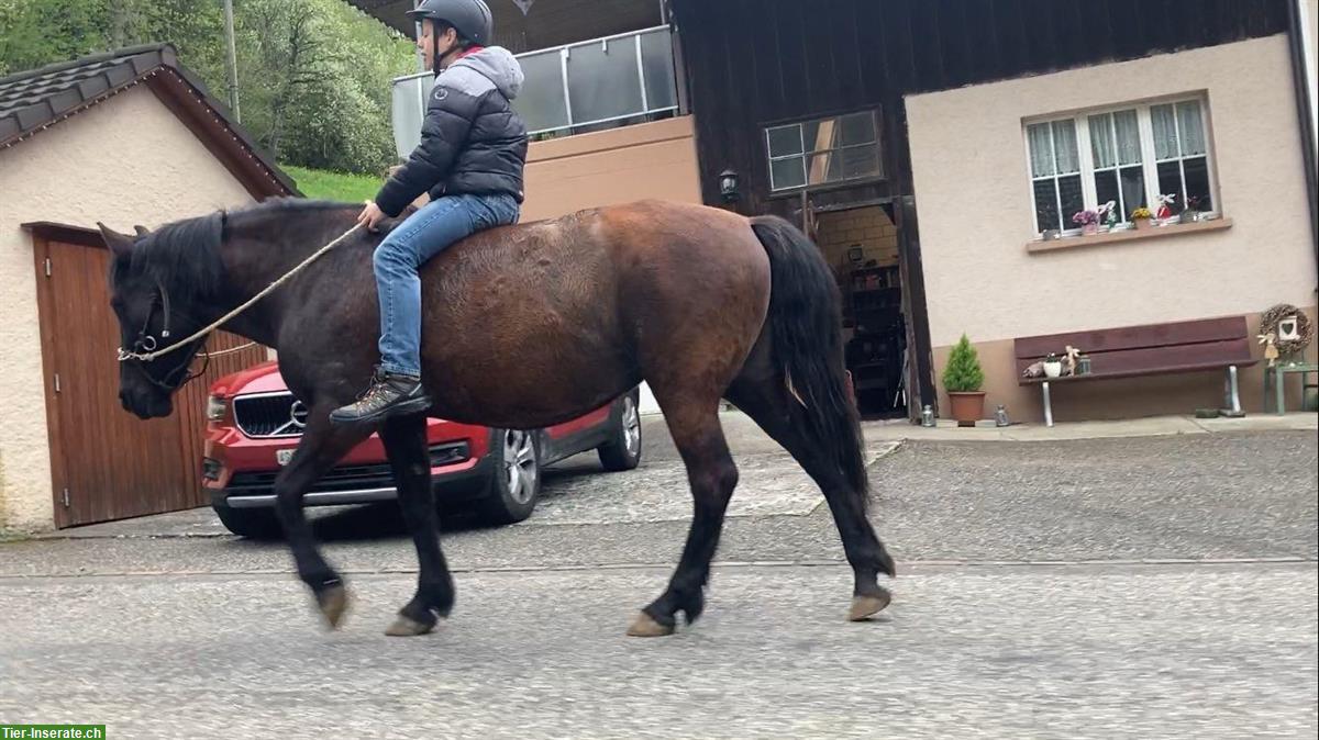 Bild 2: Biete Pflegepferd/Reitbeteiligung für Huzulenmix-Stute