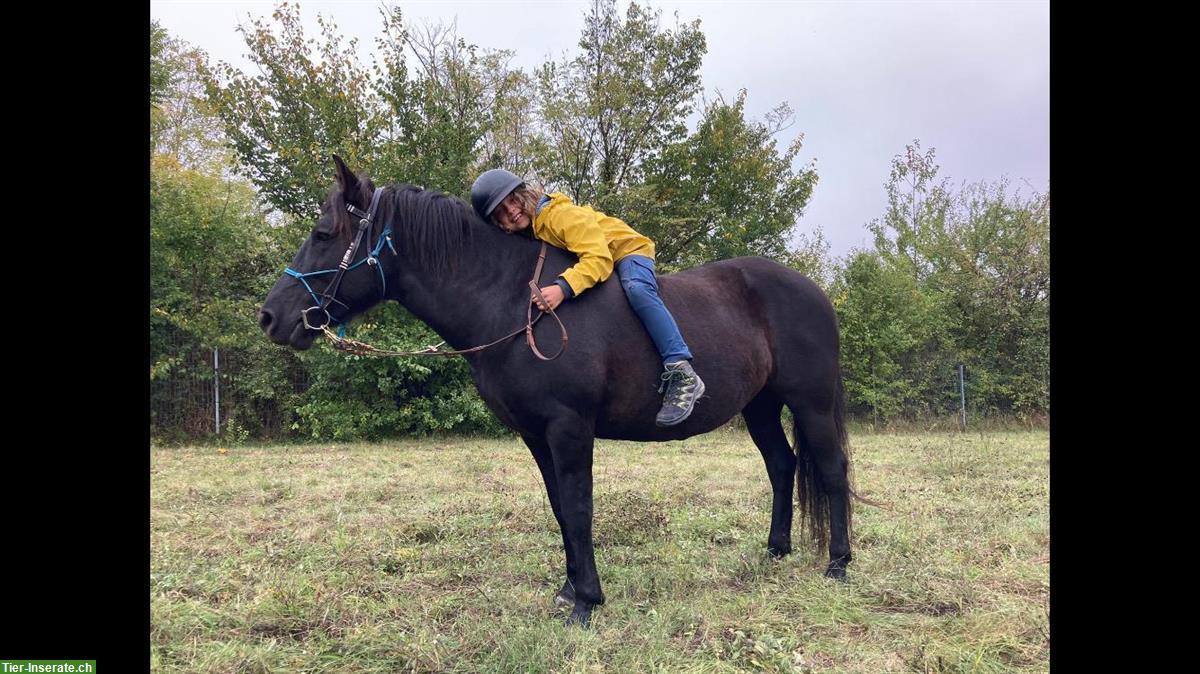 Bild 3: Biete Pflegepferd/Reitbeteiligung für Huzulenmix-Stute
