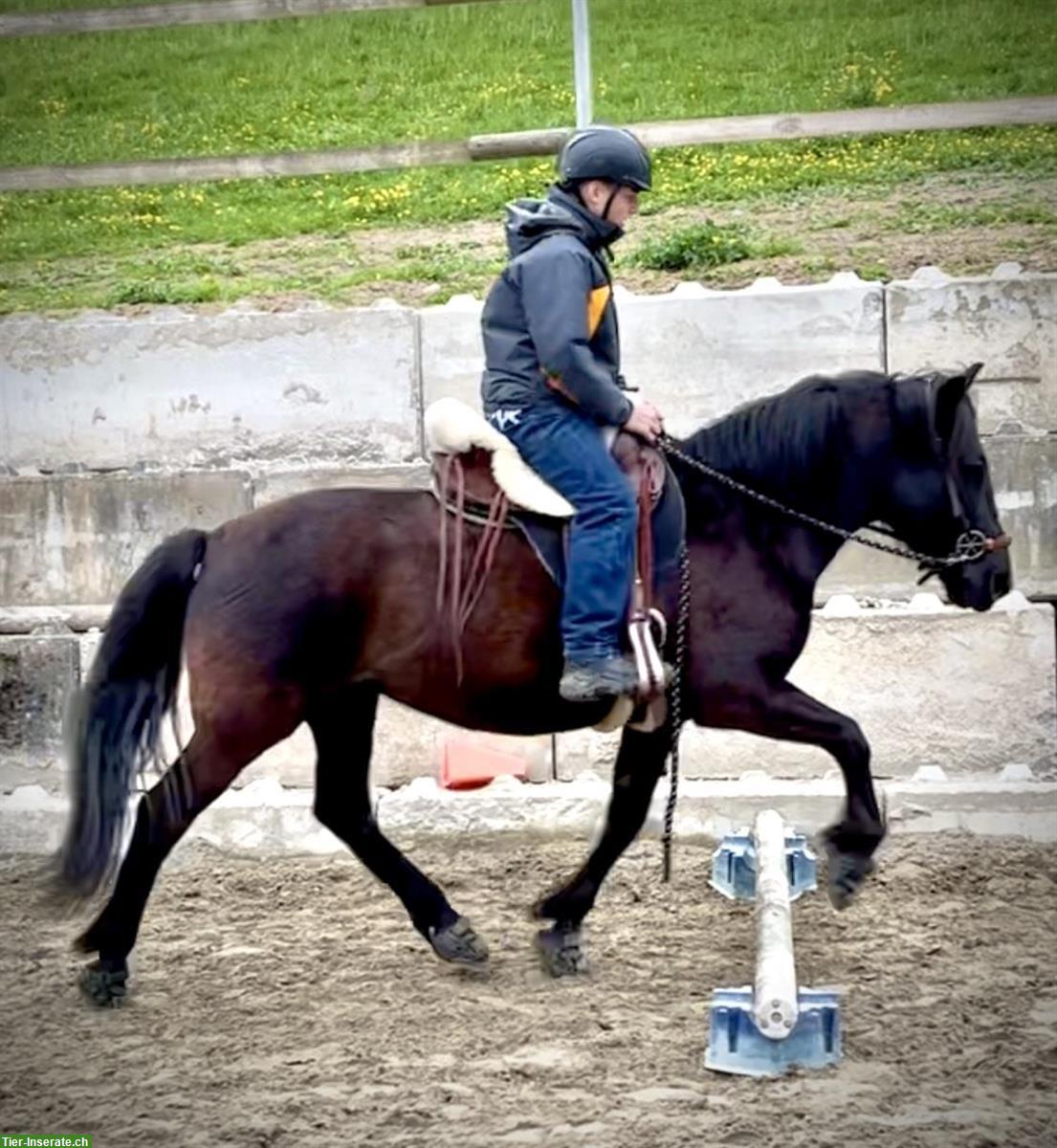 Bild 5: Biete Pflegepferd/Reitbeteiligung für Huzulenmix-Stute