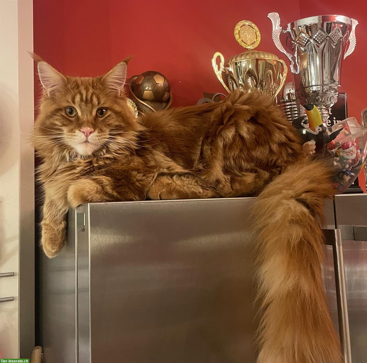Bild 2: Red Tabby Maine Coon (Deck-) Kater mit Stammbaum
