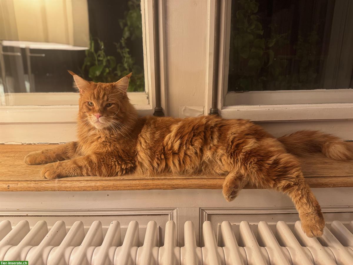 Bild 3: Red Tabby Maine Coon (Deck-) Kater mit Stammbaum