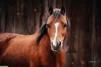 Welsh Mountain Pony Stute, 12-jährig, 1.18m