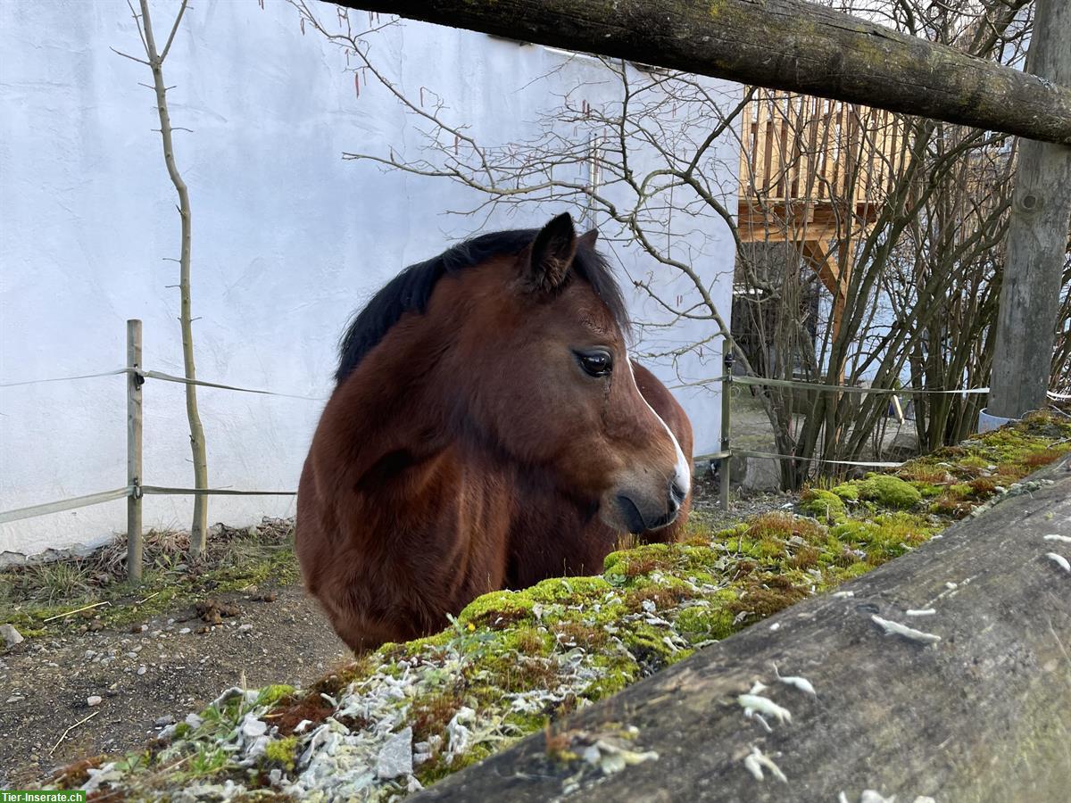 Bild 2: Welsh Mountain Pony Stute, 12-jährig, 1.18m