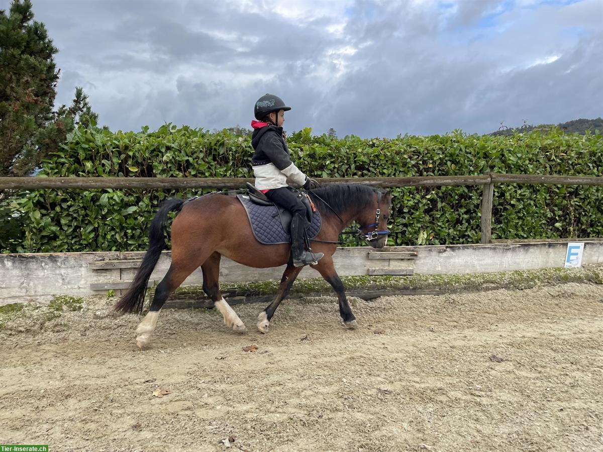 Bild 3: Welsh Mountain Pony Stute, 12-jährig, 1.18m