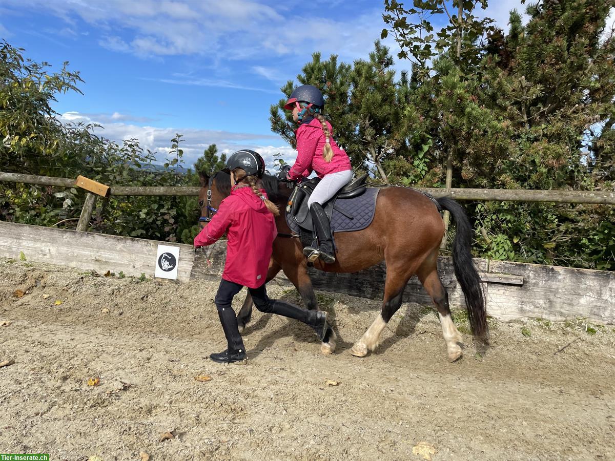 Bild 4: Welsh Mountain Pony Stute, 12-jährig, 1.18m