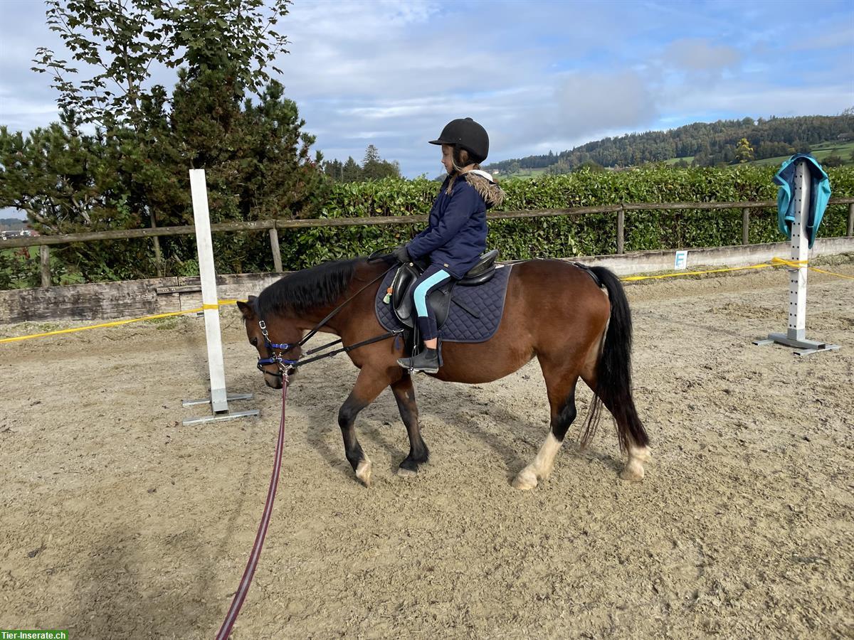Bild 5: Welsh Mountain Pony Stute, 12-jährig, 1.18m