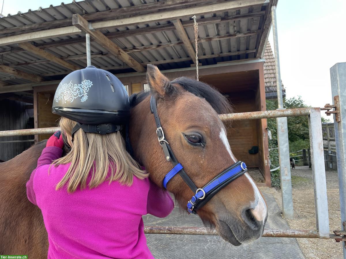 Bild 6: Welsh Mountain Pony Stute, 12-jährig, 1.18m