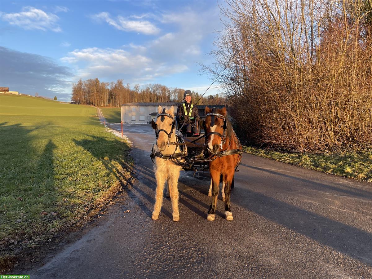 Bild 7: Welsh Mountain Pony Stute, 12-jährig, 1.18m