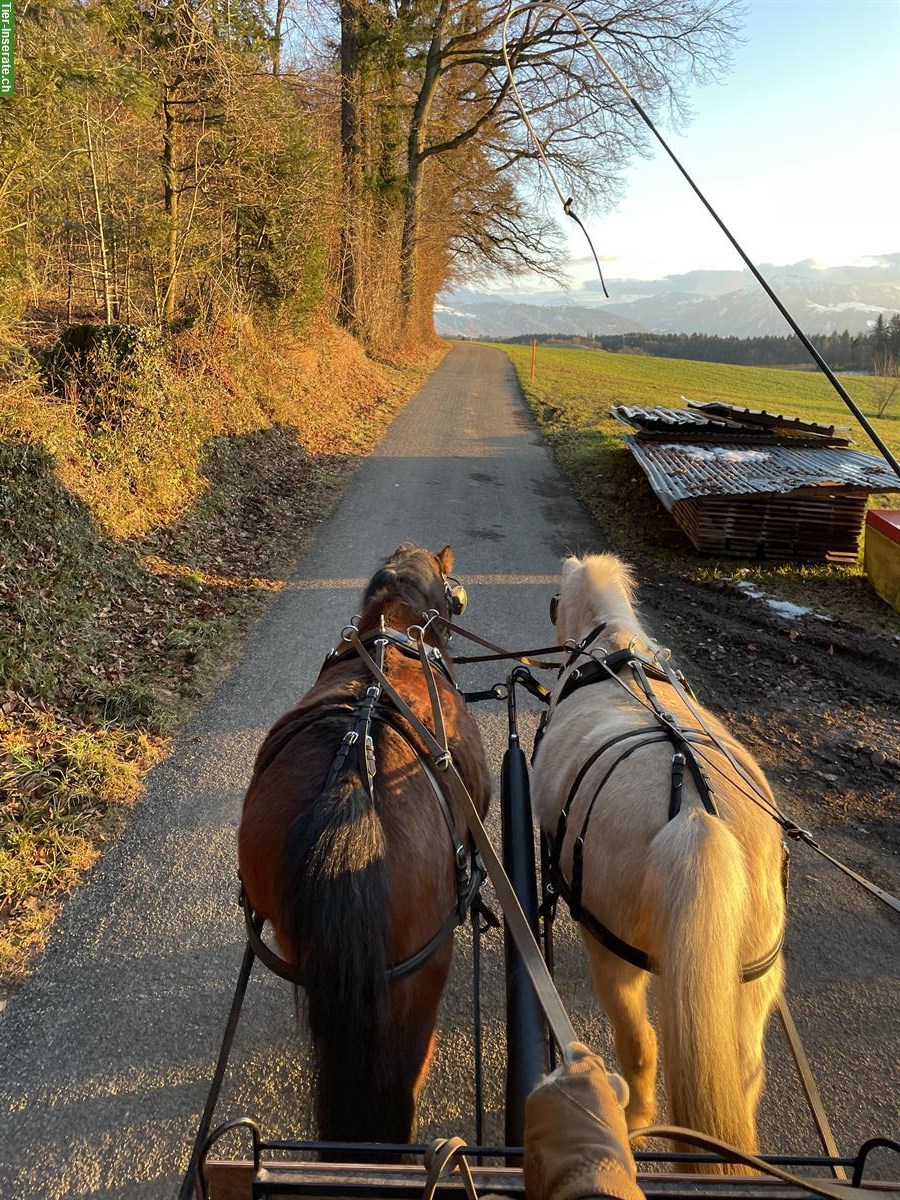 Bild 8: Welsh Mountain Pony Stute, 12-jährig, 1.18m