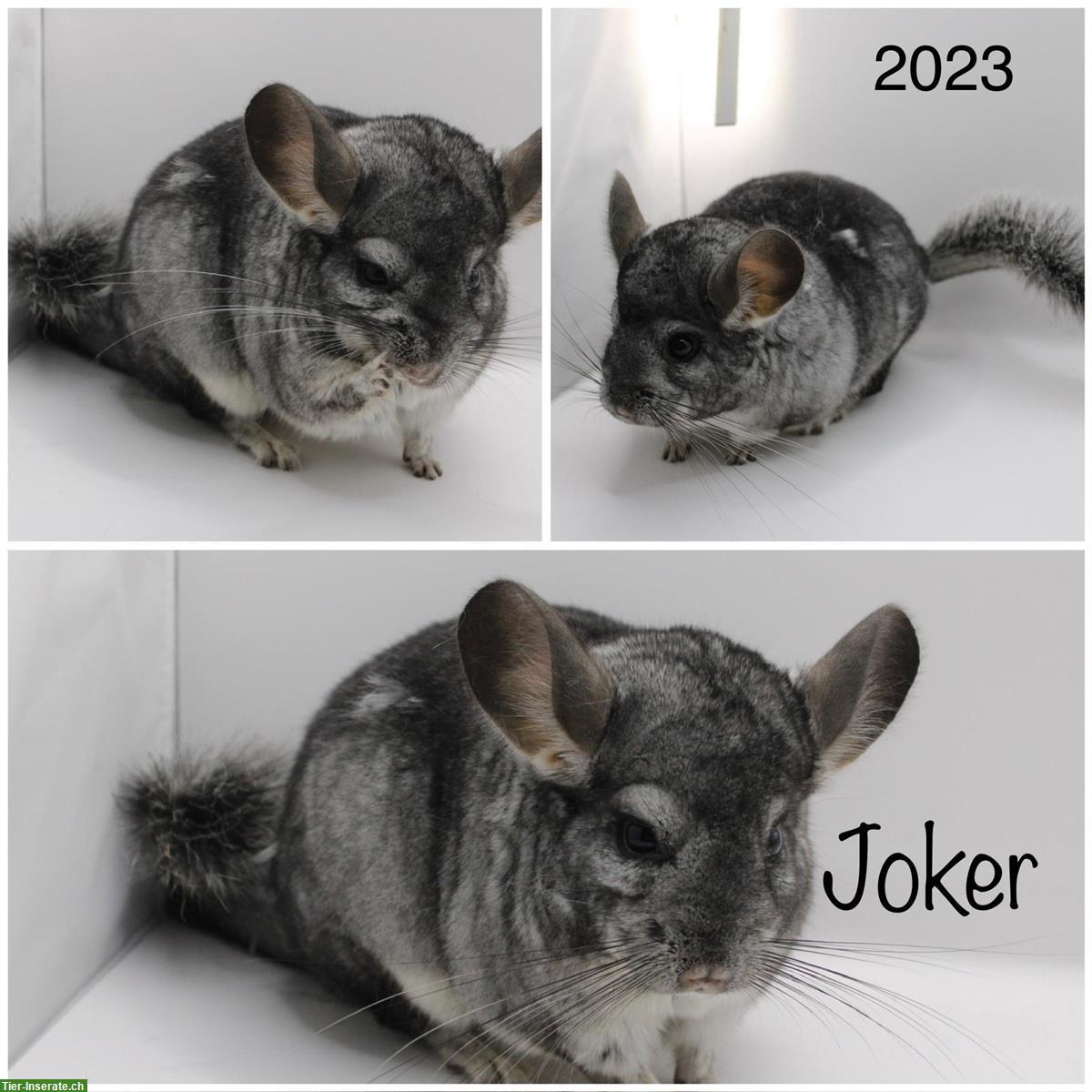 2 Chinchillas suchen ein neues Zuhause