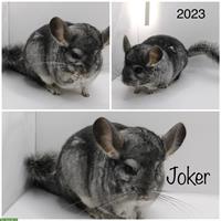 2 Chinchillas suchen ein neues Zuhause