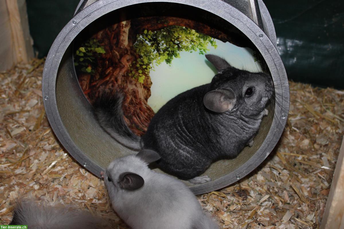 Bild 2: 2 Chinchillas suchen ein neues Zuhause