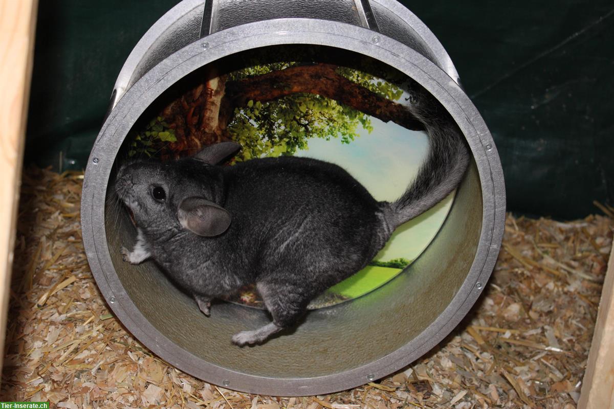 Bild 3: 2 Chinchillas suchen ein neues Zuhause
