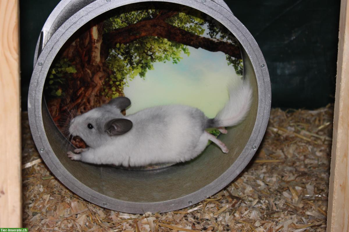 Bild 4: 2 Chinchillas suchen ein neues Zuhause