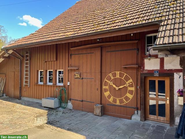 Bild 2: Kleinbauernhaus ideal für die Haltung von Kleintieren oder 2-3 Ponys