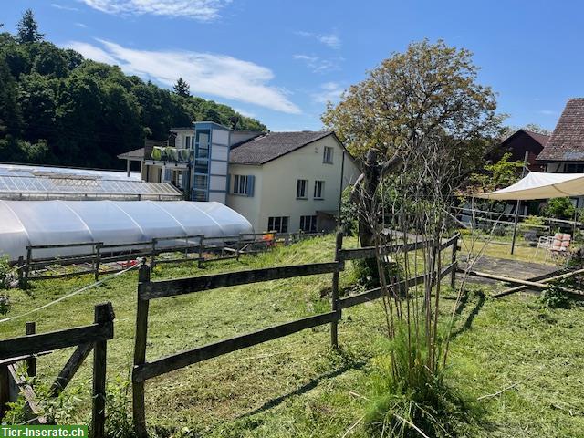 Bild 3: Kleinbauernhaus ideal für die Haltung von Kleintieren oder 2-3 Ponys