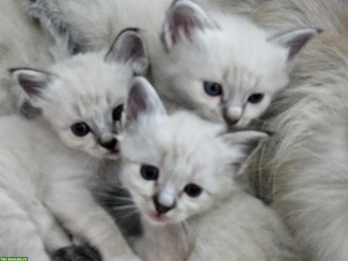 Reinrassige Heilige Birma Kitten zu verkaufen