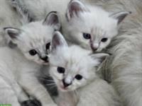 Reinrassige Heilige Birma Kitten zu verkaufen