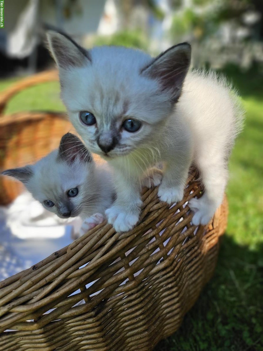 Bild 2: Reinrassige Heilige Birma Kitten zu verkaufen