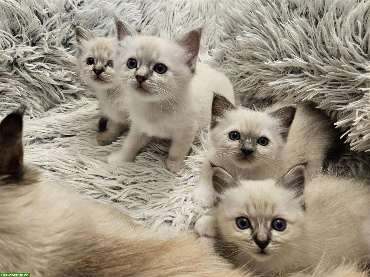 Bild 3: Reinrassige Heilige Birma Kitten zu verkaufen