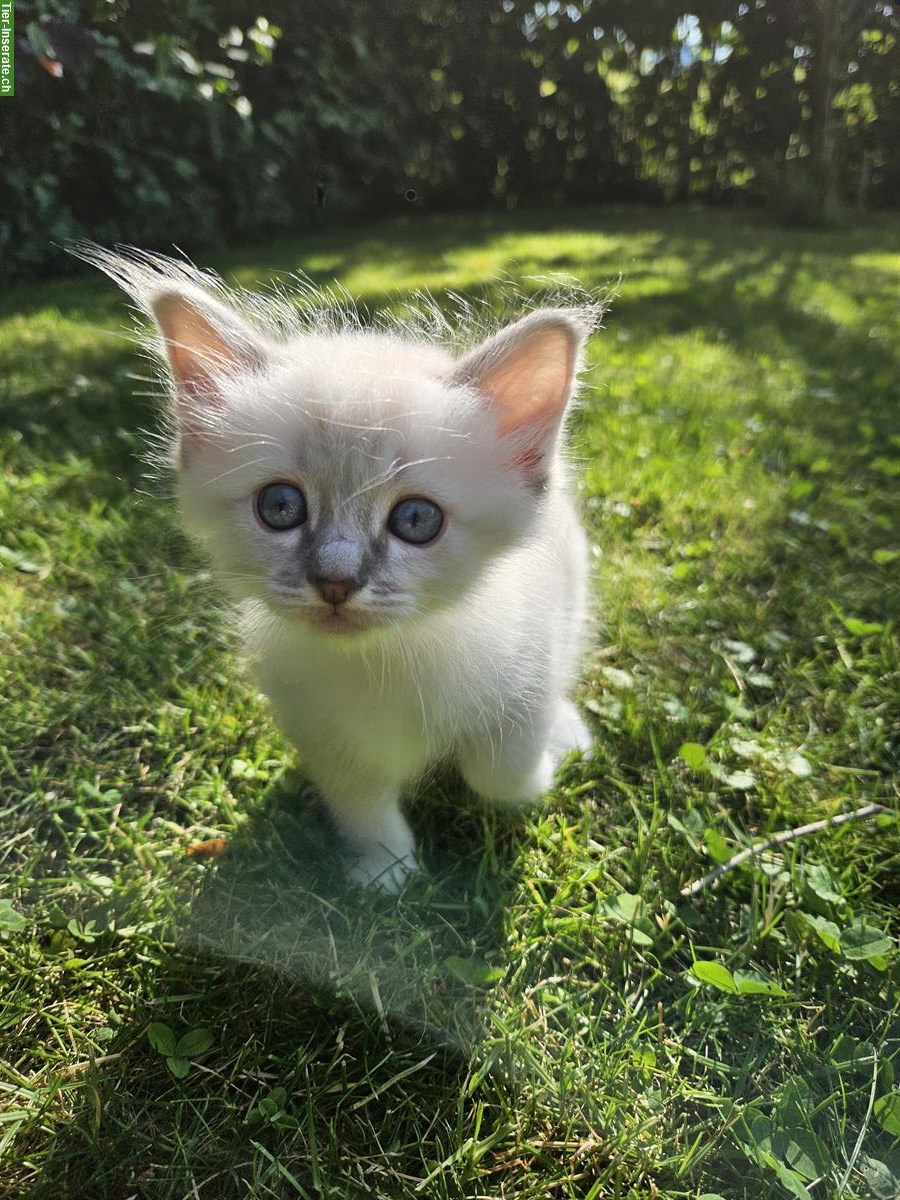 Bild 5: Reinrassige Heilige Birma Kitten zu verkaufen