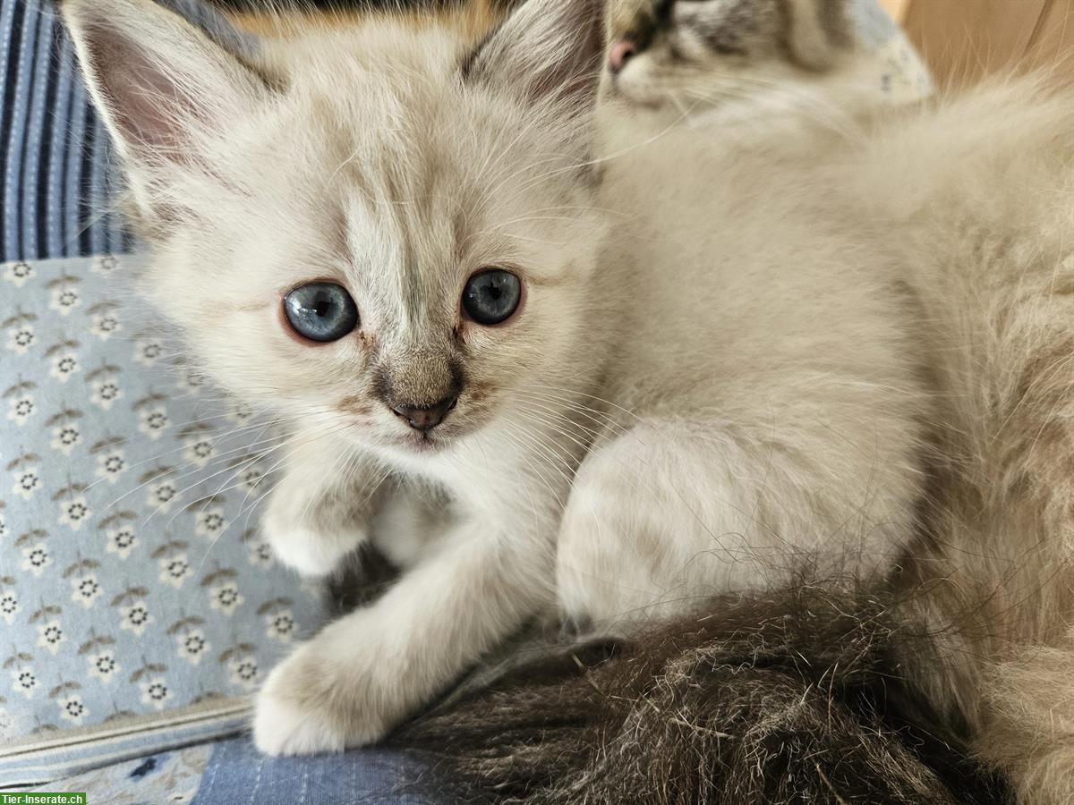 Bild 6: Reinrassige Heilige Birma Kitten zu verkaufen