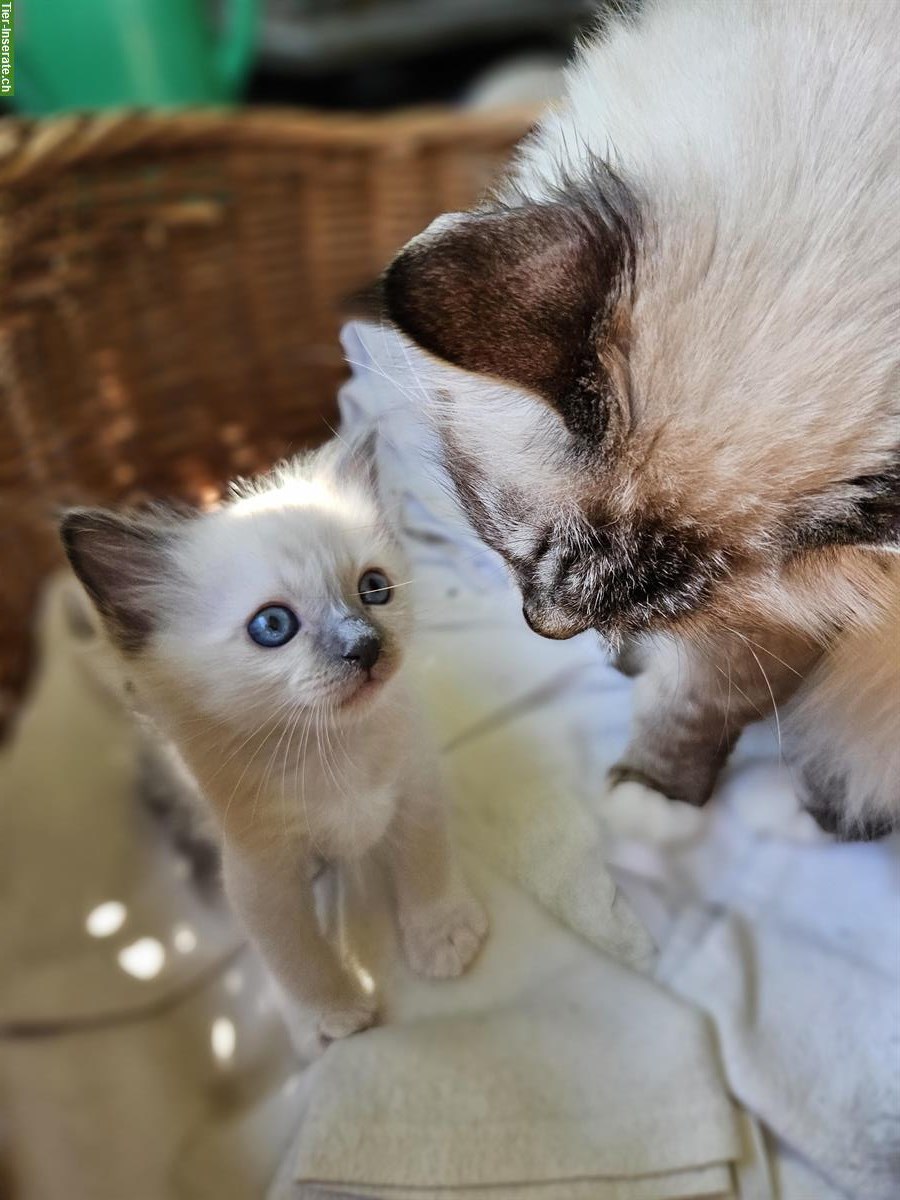 Bild 7: Reinrassige Heilige Birma Kitten zu verkaufen
