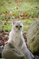 Lyea, eine BKH Katze sucht ein neues Zuhause