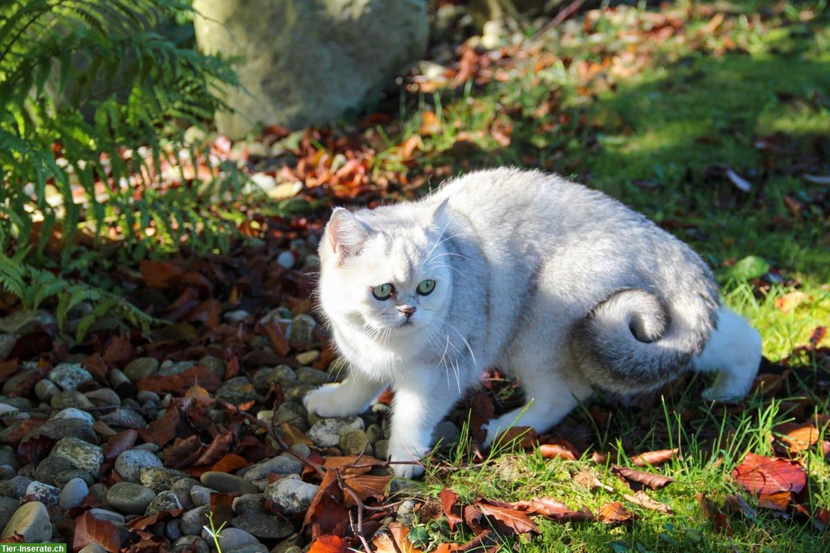 Bild 2: Lyea, eine BKH Katze sucht ein neues Zuhause