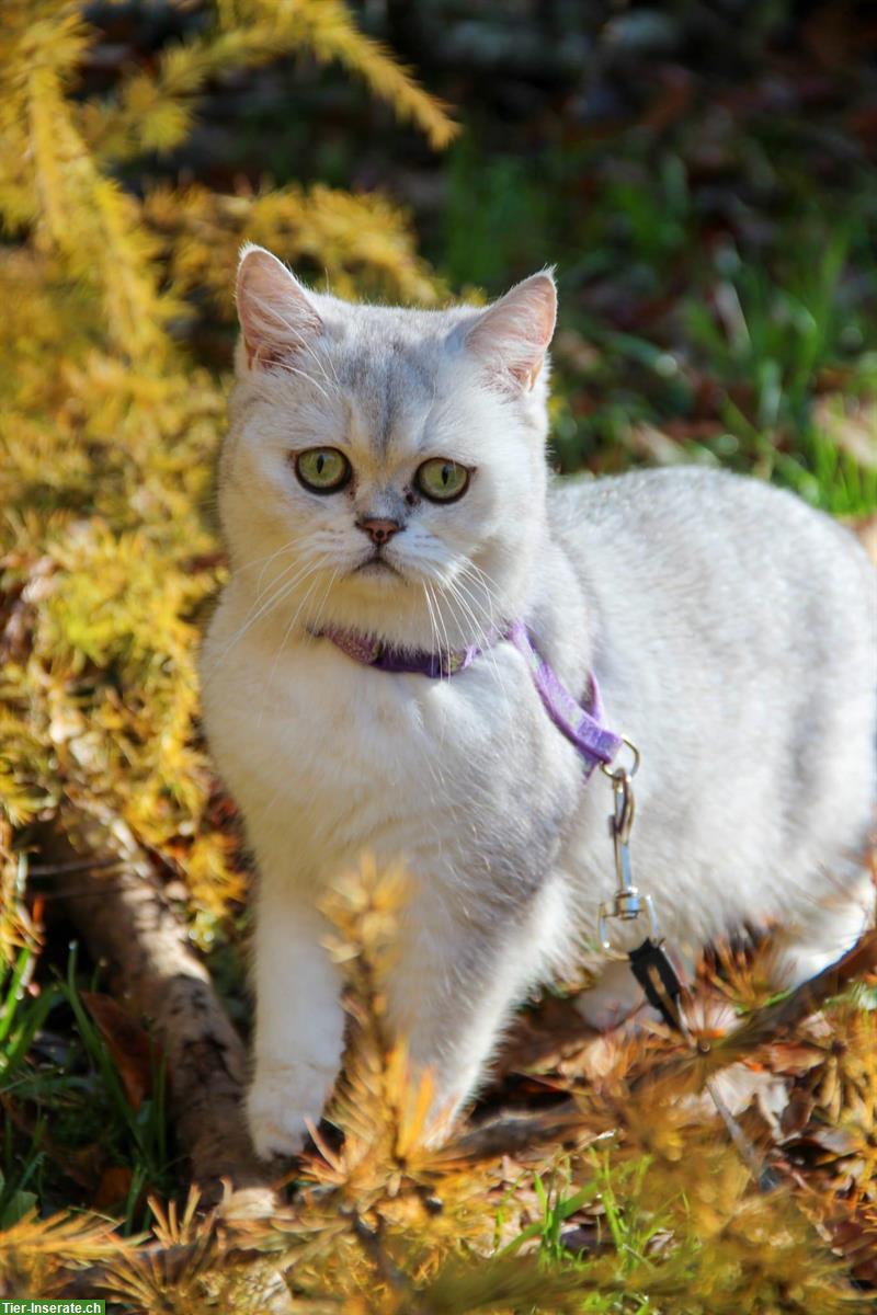 Bild 3: Lyea, eine BKH Katze sucht ein neues Zuhause