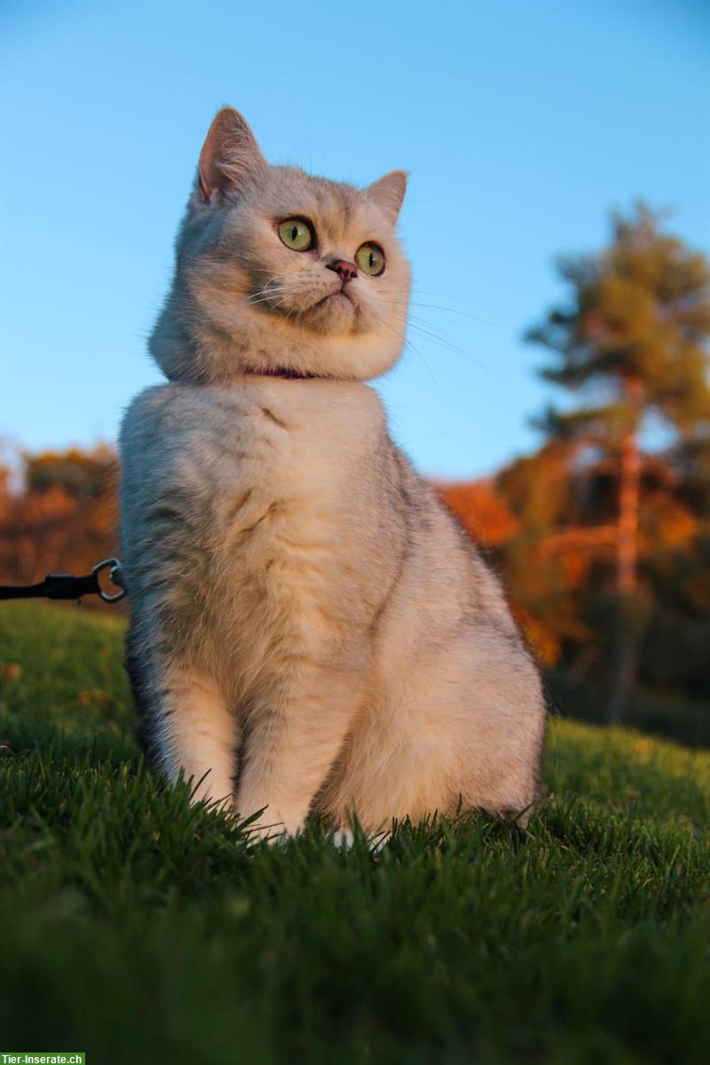Bild 4: Lyea, eine BKH Katze sucht ein neues Zuhause