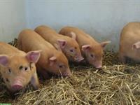 Ferkel Turopolje x Duroc Bio zu verkaufen