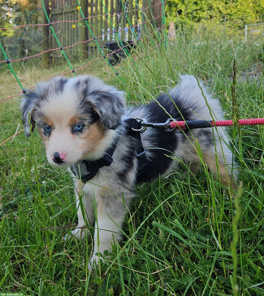 Mini Aussie Hündin - Blue Merle - mit Papieren
