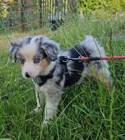 Mini Aussie Hündin - Blue Merle - mit Papieren