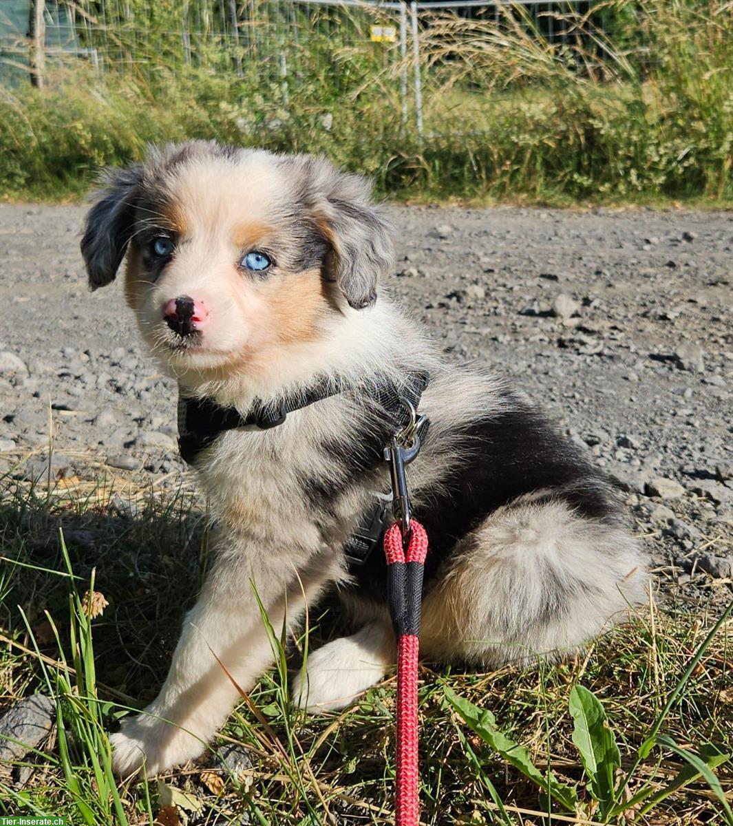Bild 2: Mini Aussie Hündin - Blue Merle - mit Papieren