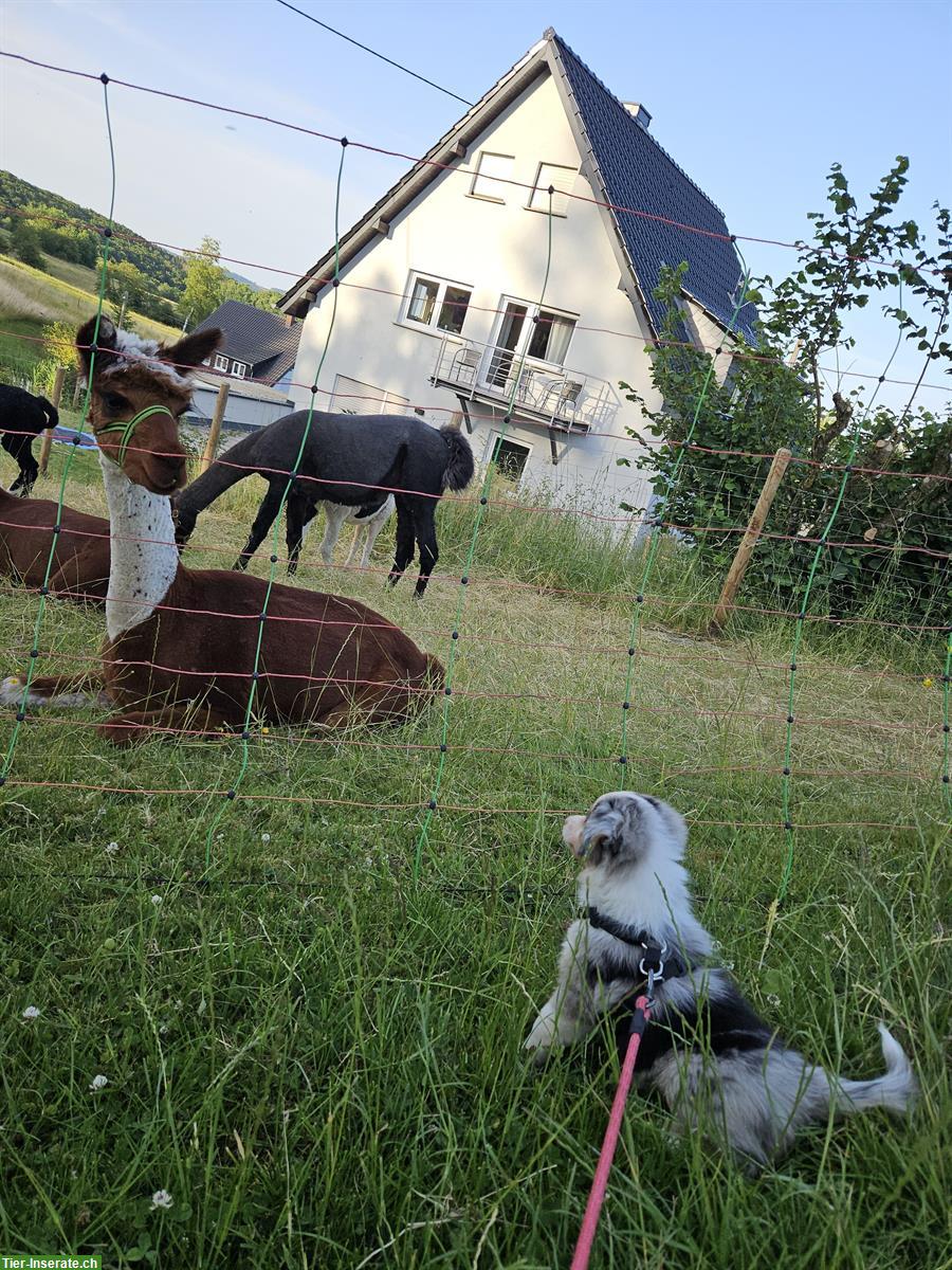 Bild 3: Mini Aussie Hündin - Blue Merle - mit Papieren