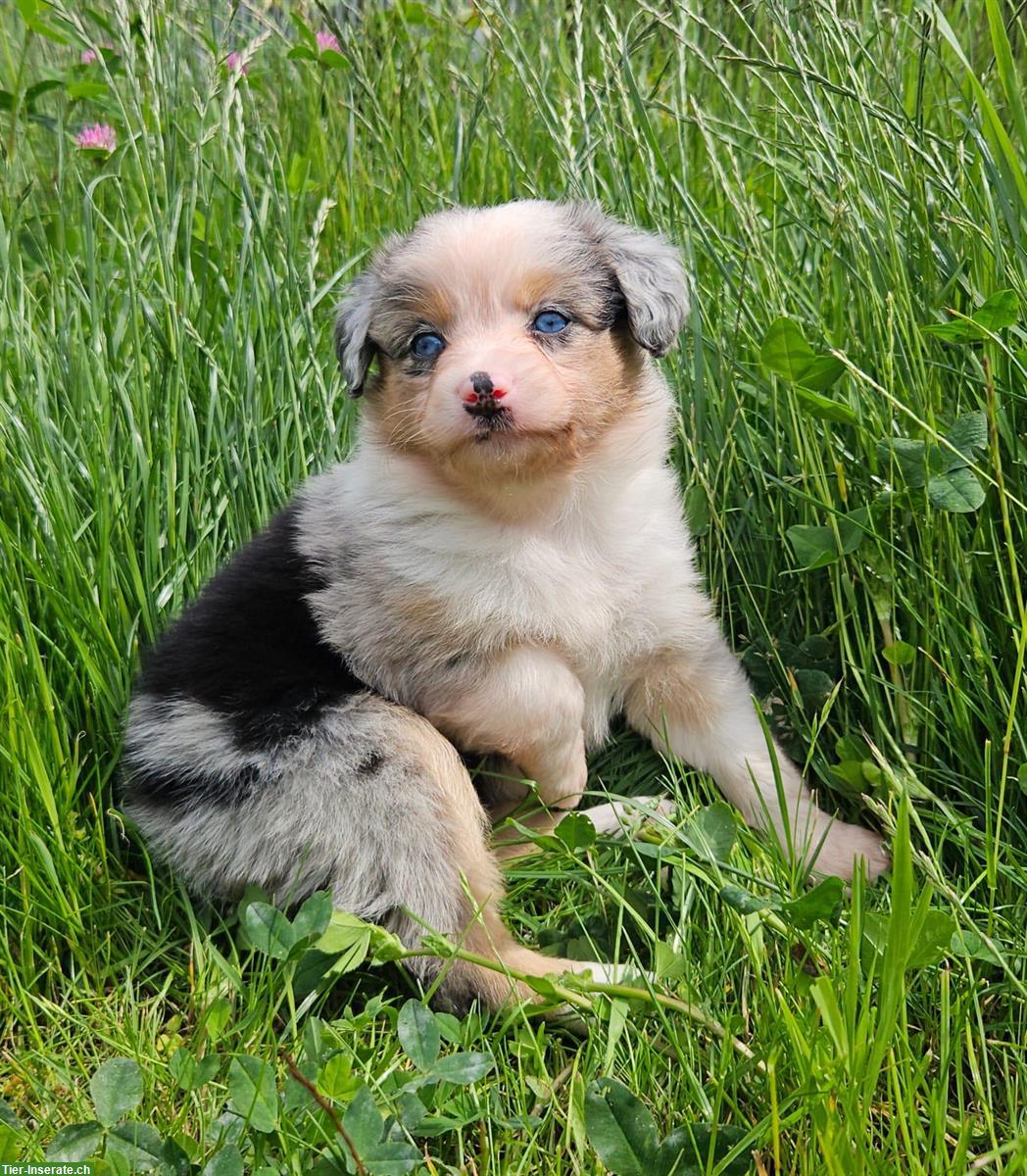 Bild 4: Mini Aussie Hündin - Blue Merle - mit Papieren